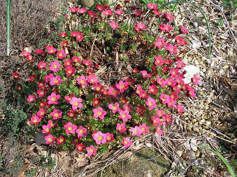 SaxifragaP4230984