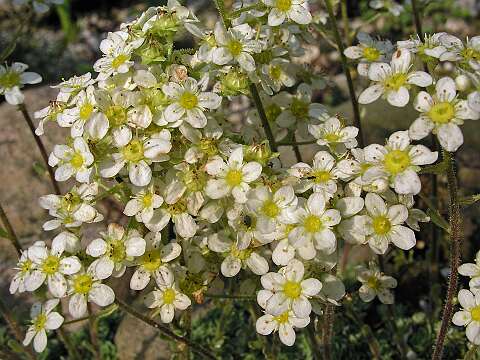 SaxifragaP5261400