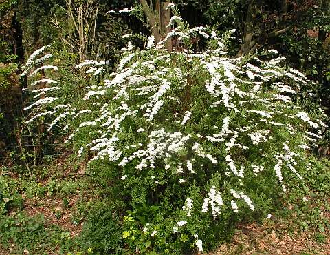 SpireaPA4190896