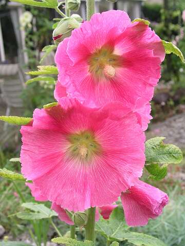 StokRoosP6282064
