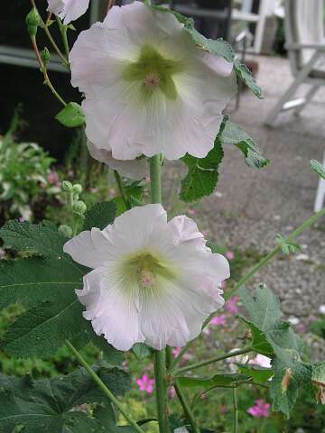 StokRoosP6282071
