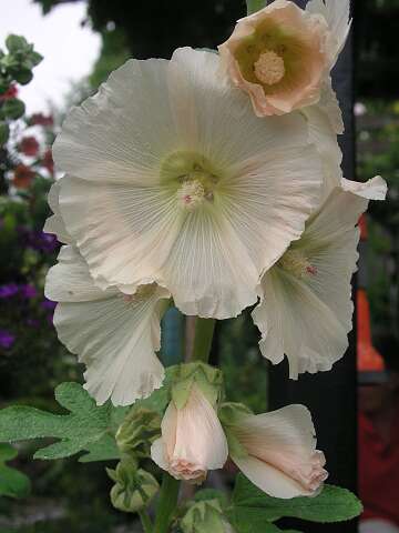 StokRoosP6282072