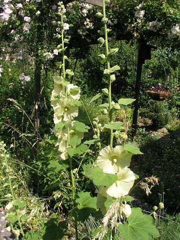 StokroosP6231998