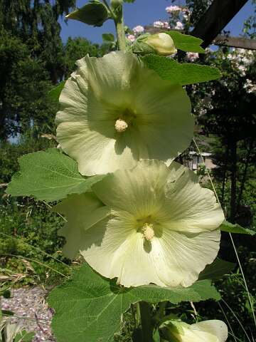 StokroosP6231999