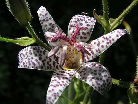TricyrtisPA043084