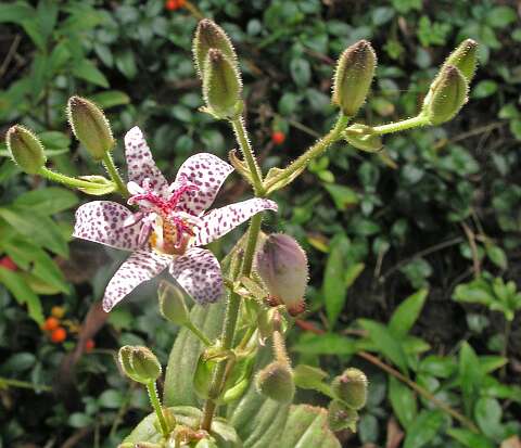 Tricyrtis_PA043085