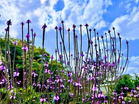 Verbena_3384-EFFECTS_Original