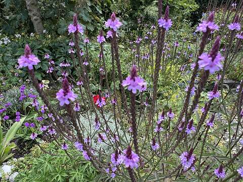Verbena_3386