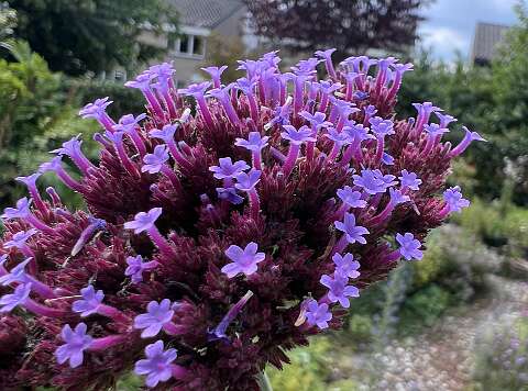 Verbena_3389