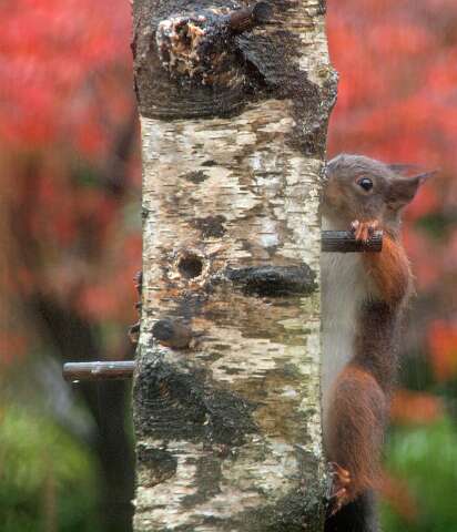 Eekhoorn_131104_1