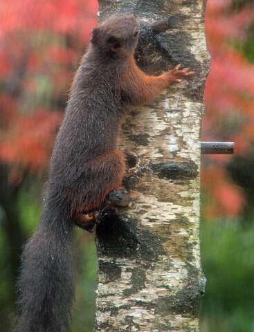 Eekhoorn_131104_2