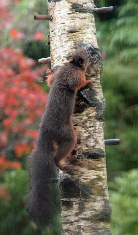 Eekhoorn_131104_3
